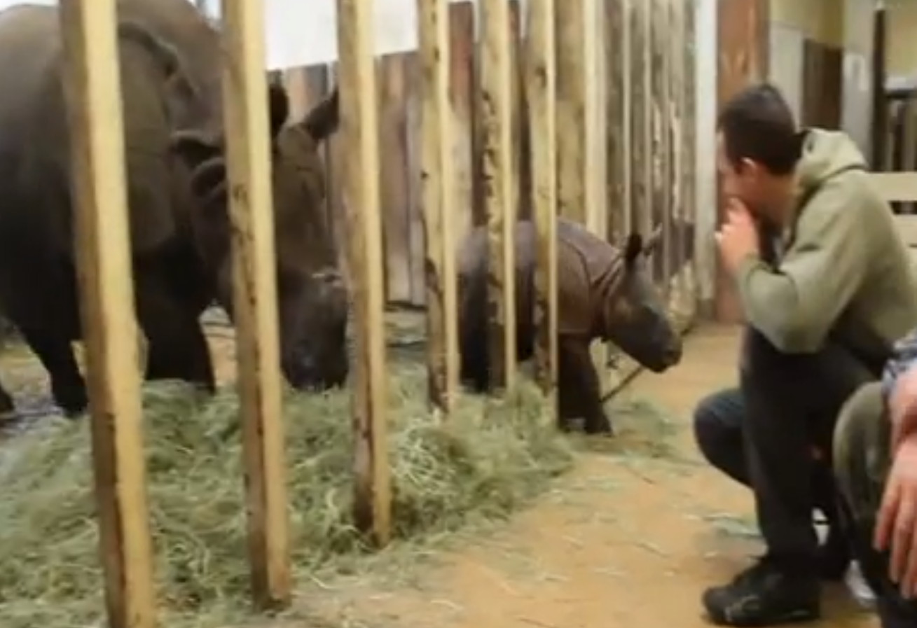 Populär,  Sötchock, Warzawa, Zoo, Noshorning, Video